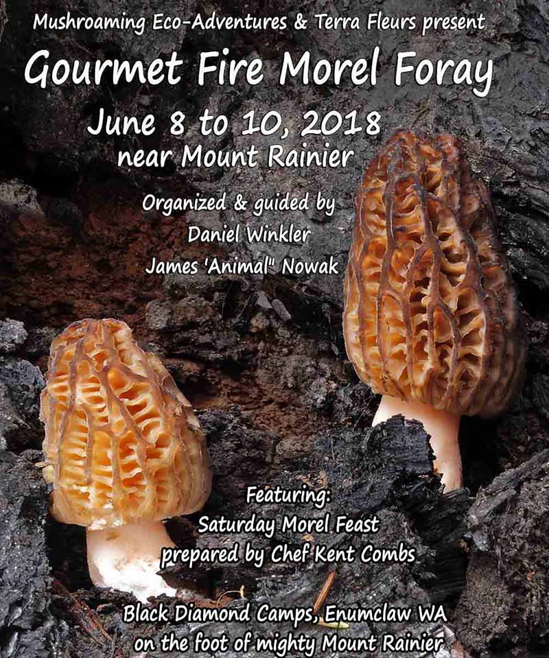 Morel Hunt Okanogan USA Mushroaming Daniel Winkler's pages